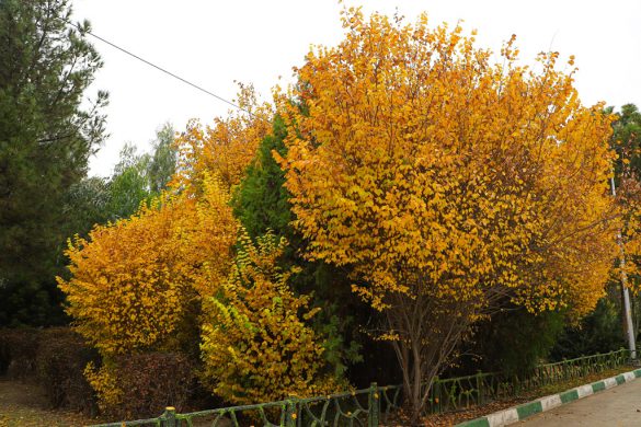 Autumn scenery in Qom parks